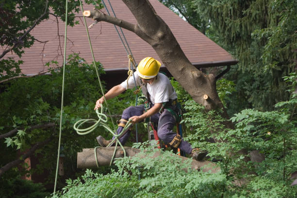 How Our Tree Care Process Works  in  Colbert, OK