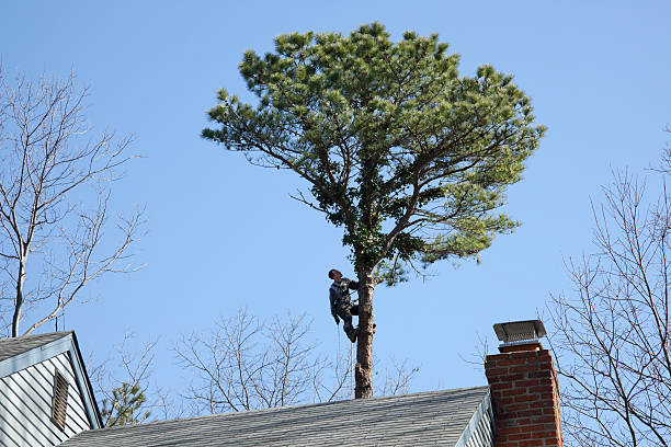 Colbert, OK Tree Services Company