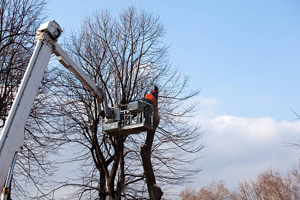 Best Arborist Consultation Services  in Colbert, OK